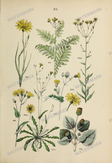Botanical Vintage Prints
