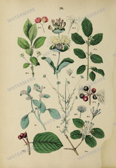 Botanical Vintage Prints