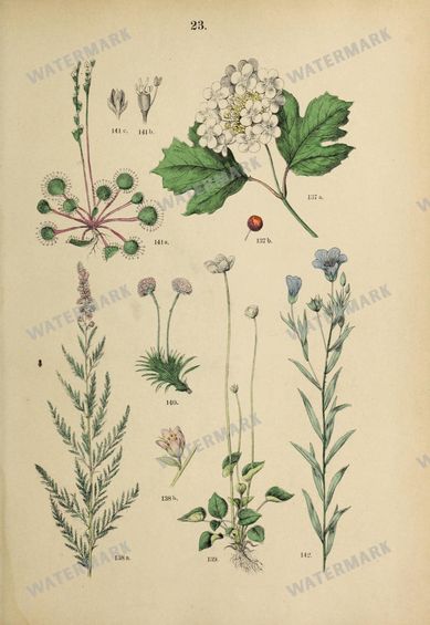 Botanical Vintage Prints
