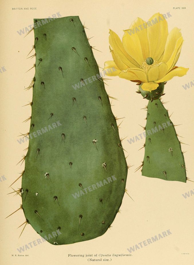 Cactus Vintage Prints