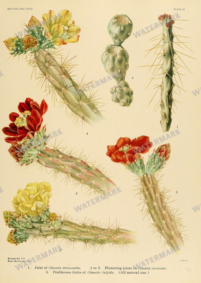 Cactus Vintage Prints