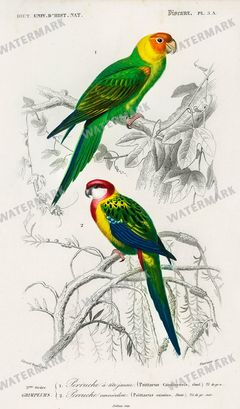 Dictionnaire Universel Dhistoire Naturelle Vintage Prints
