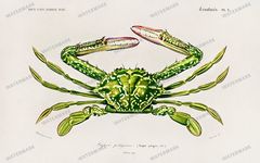 Dictionnaire Universel Dhistoire Naturelle Vintage Prints