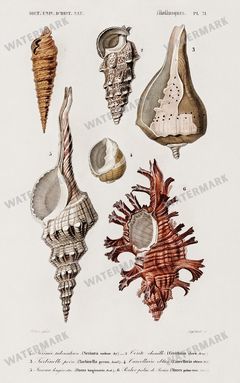 Dictionnaire Universel Dhistoire Naturelle Vintage Prints
