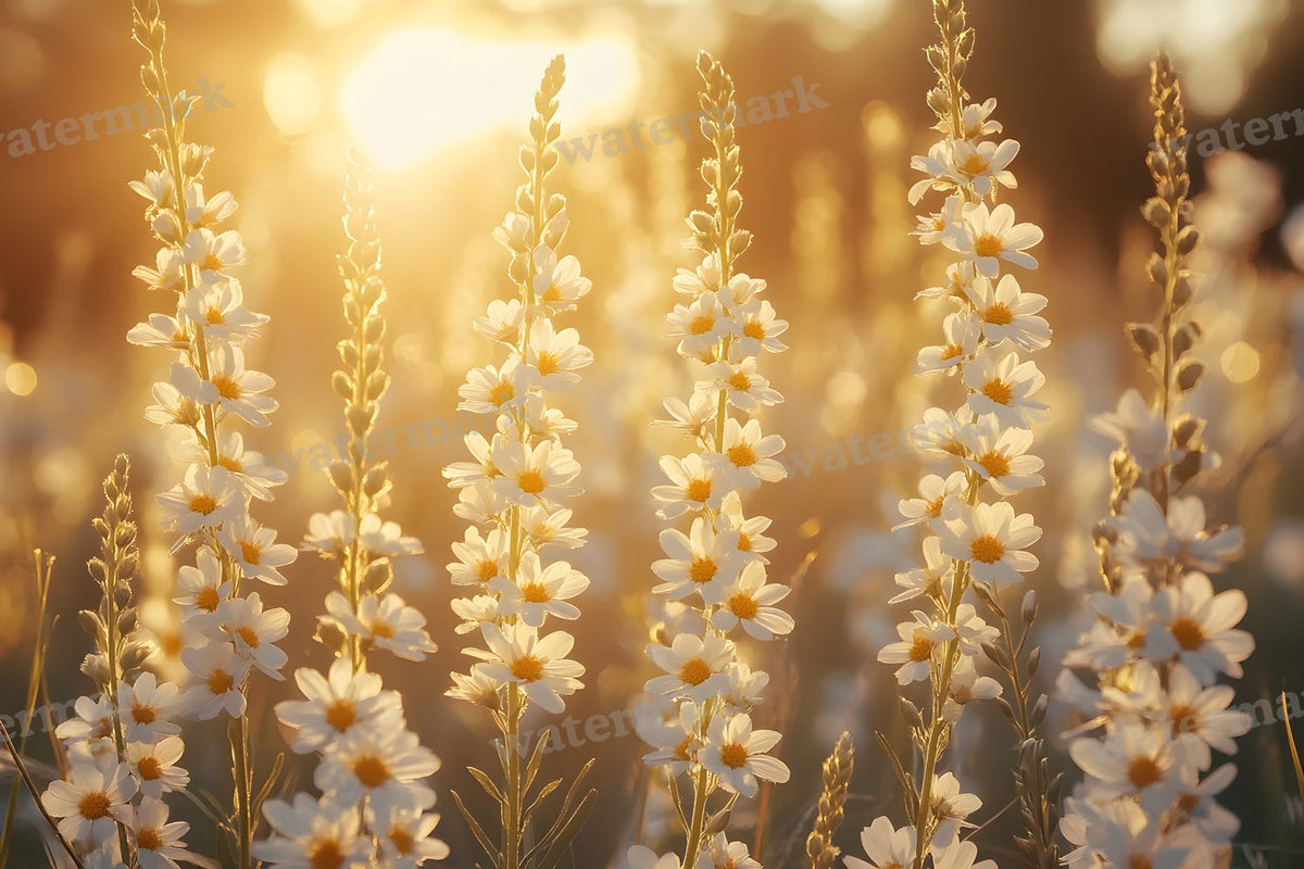 Dreamy Wildflower Meadow Backdrop Images
