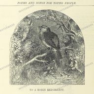 Fauna Vintage Prints