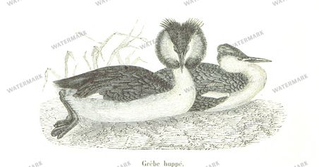 Fauna Vintage Prints