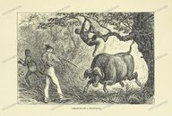 Fauna Vintage Prints