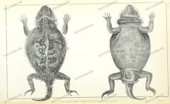 Fauna Vintage Prints