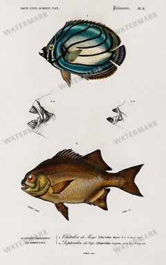 Fish Vintage Prints
