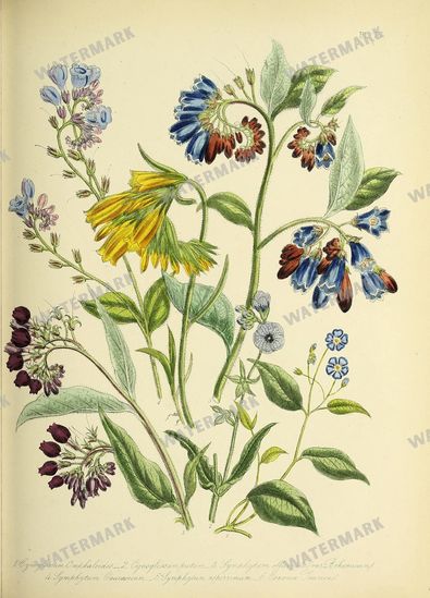 Floral Vintage Prints