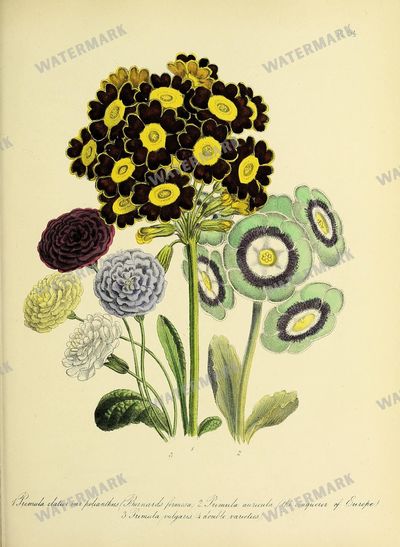 Floral Vintage Prints