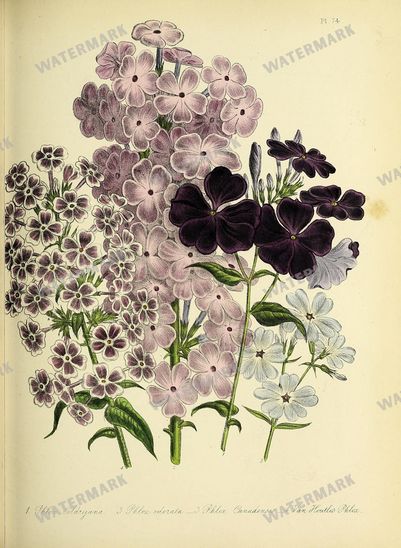 Floral Vintage Prints