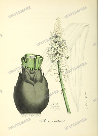 Floral vintage illustration, printable digital download, image 4