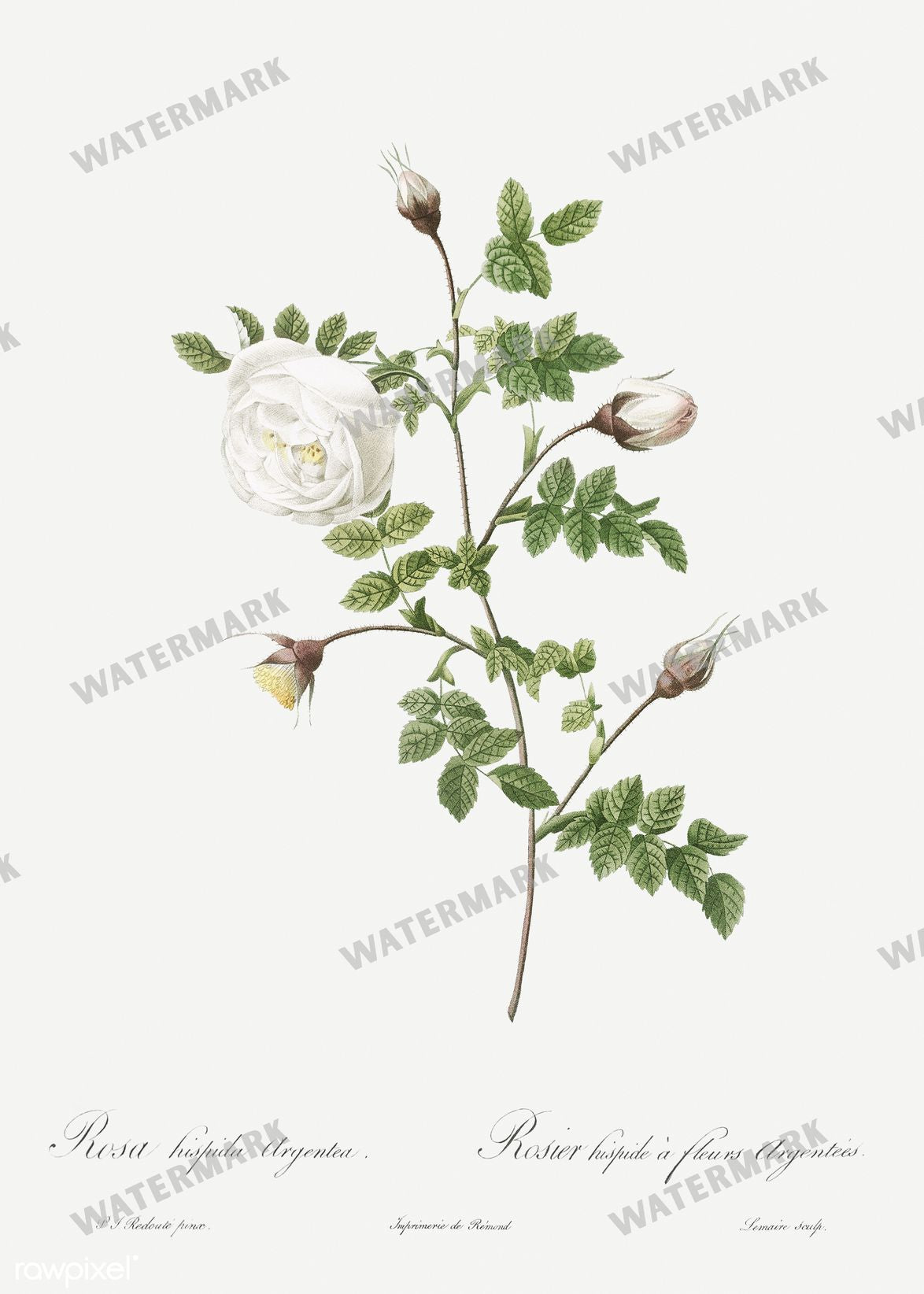 Floral Vintage Prints
