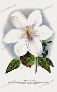Folio Of Botanical Specimen Vintage Prints