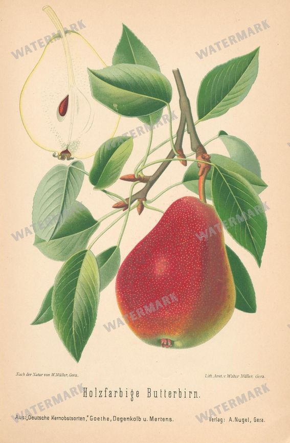 Fruit And Vegetables Vintage Prints