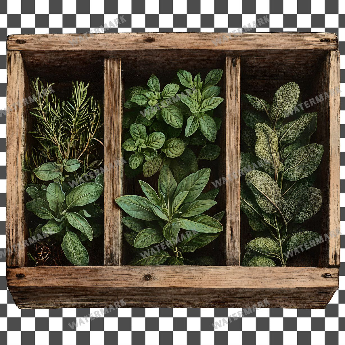 Herbs Vintage Style clipart PNG on a transparent background, design 4