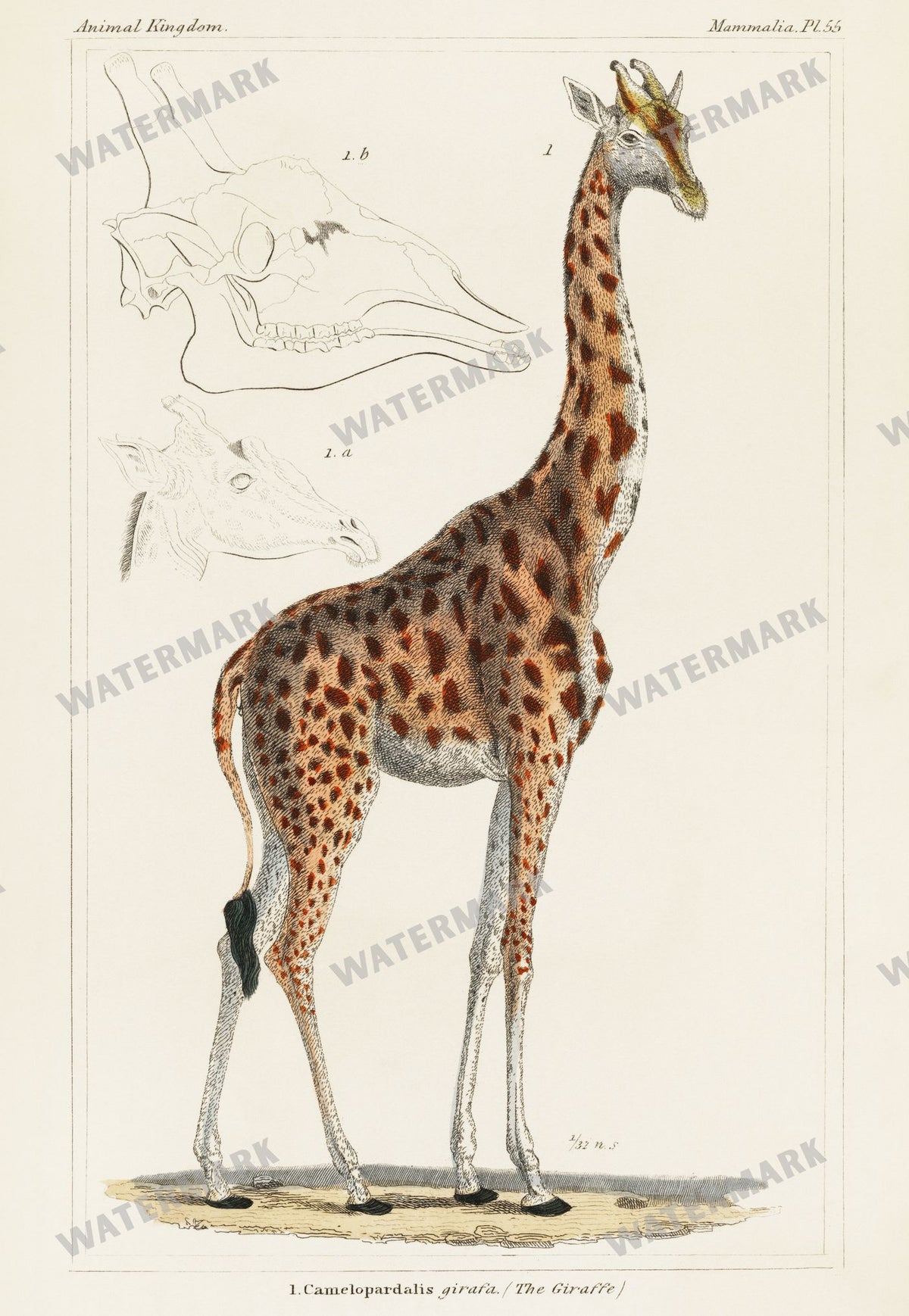 Lithographs Vintage Paintings