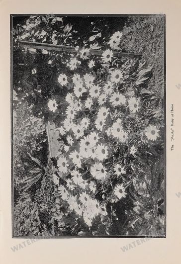 Mixed Ephemera Vintage Prints