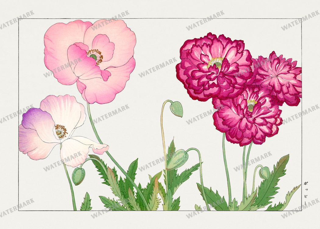 Seiyô Sôka Zufu Vintage Paintings