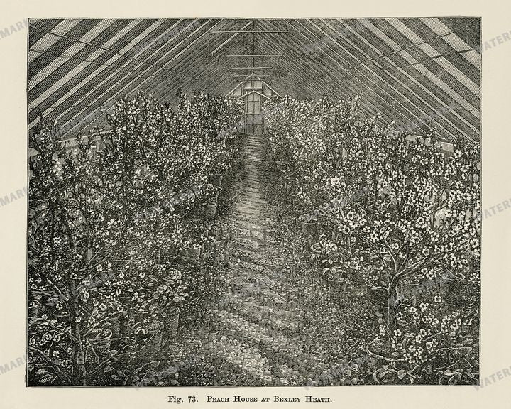 The Fruit Grower'S Guide Vintage Paintings