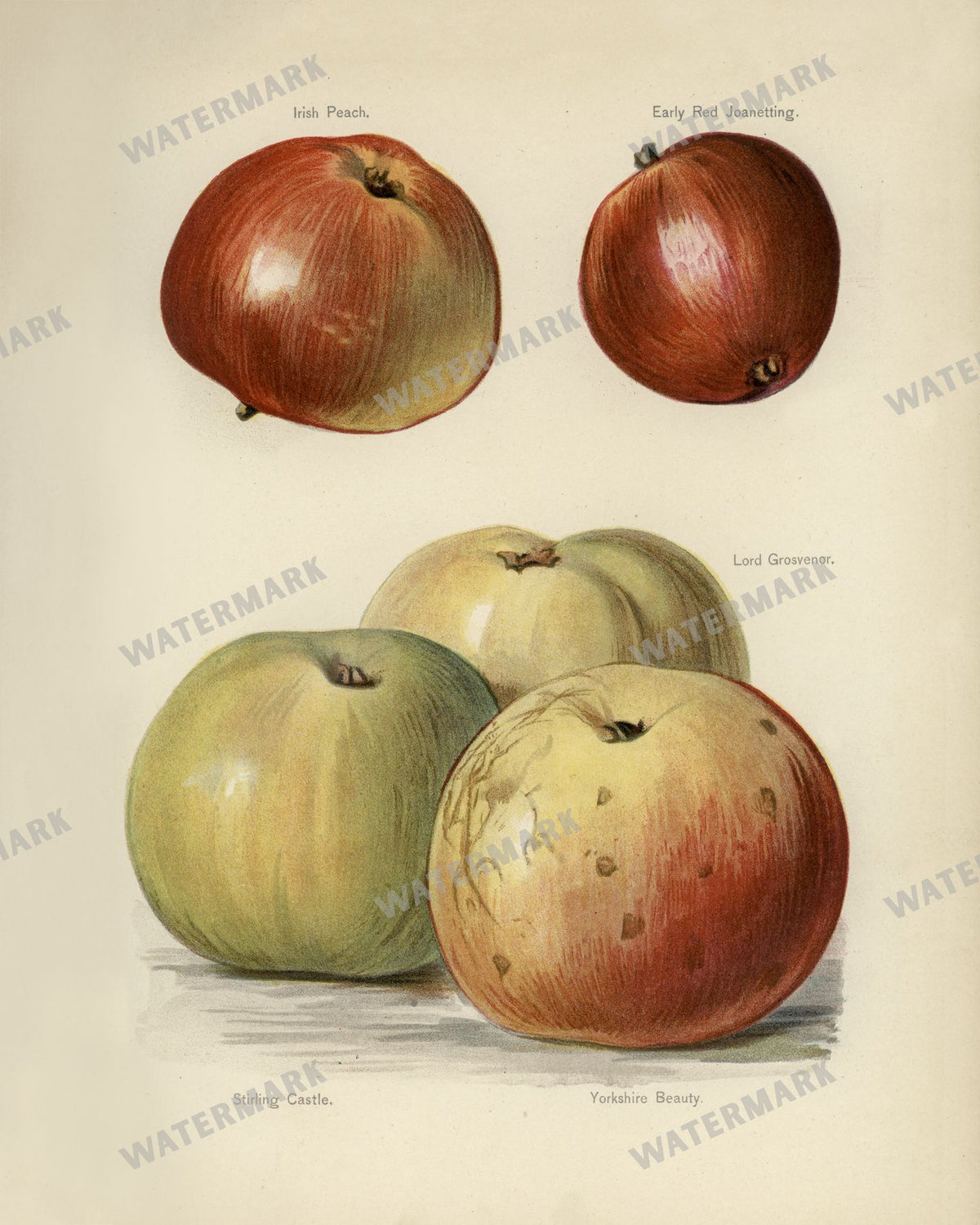 The Fruit Grower'S Guide Vintage Paintings