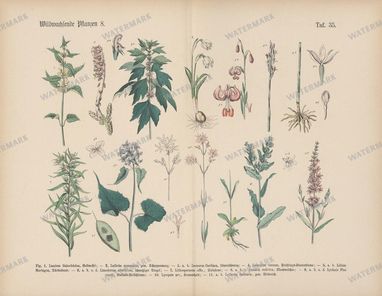 Vintage Botanical Vintage Prints