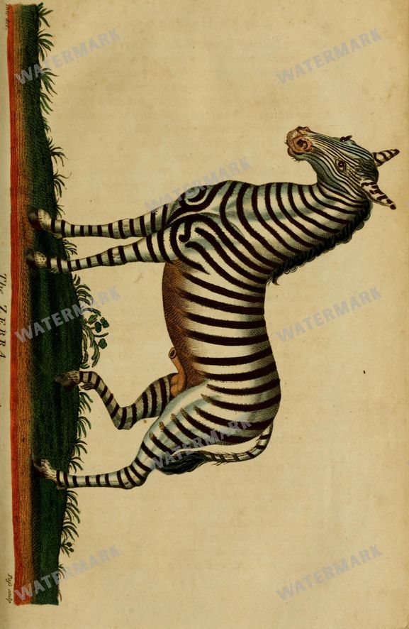 Wildlife Vintage Prints