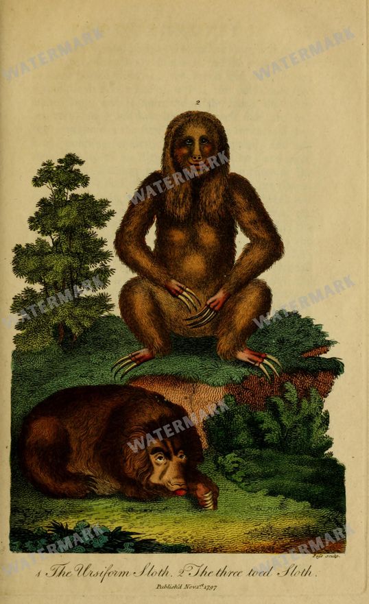 Wildlife Vintage Prints