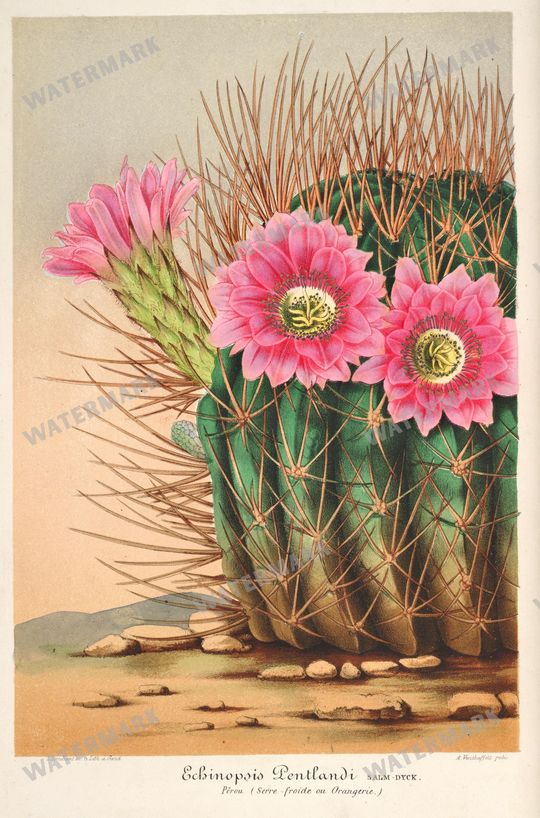Floral Illustrations