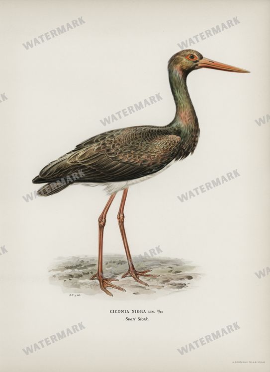 Birds Vintage Prints