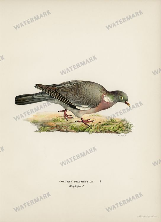Birds Vintage Prints