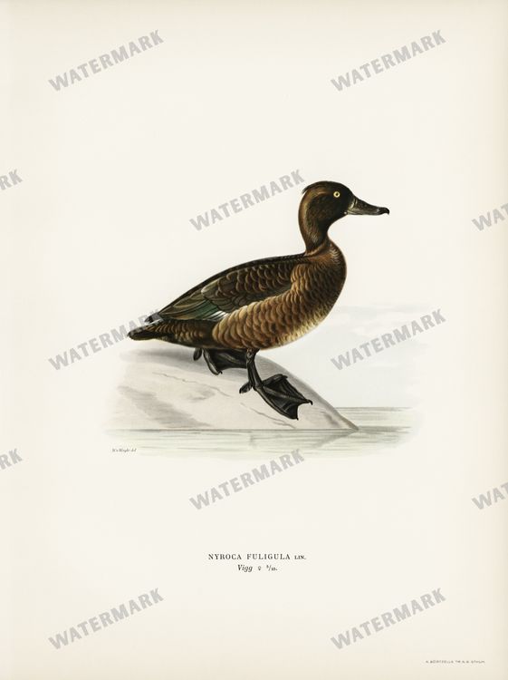 Birds Vintage Prints