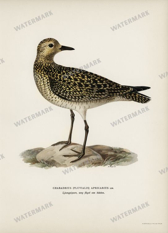 Birds Vintage Prints