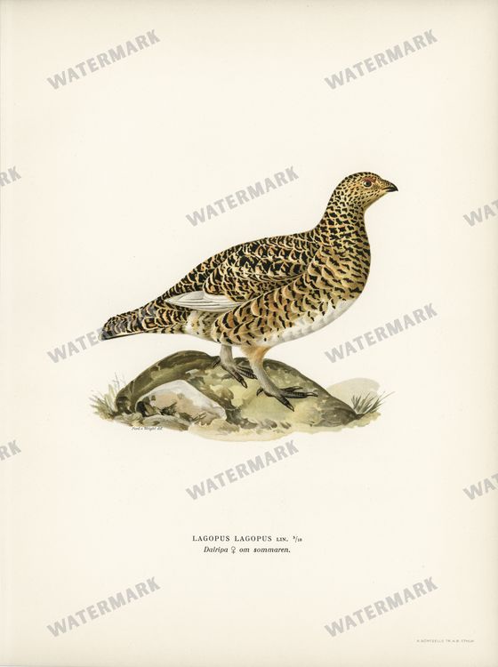 Birds Vintage Prints