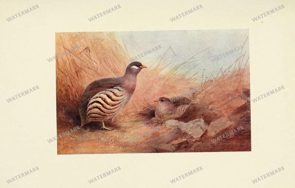 Birds Vintage Prints