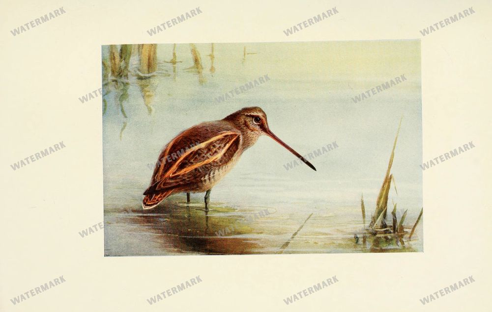 Birds Vintage Prints
