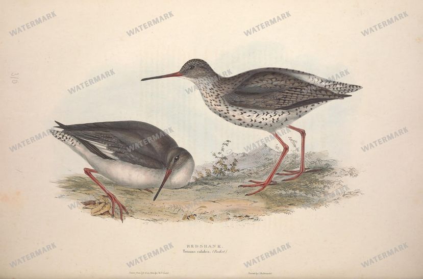 Birds Vintage Prints
