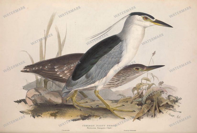 Birds Vintage Prints