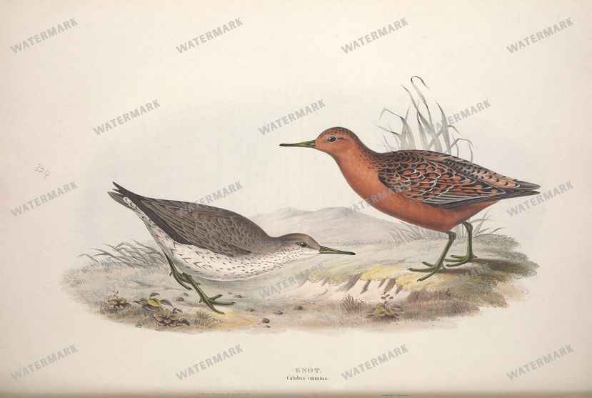 Birds Vintage Prints