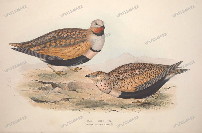 Birds Vintage Prints