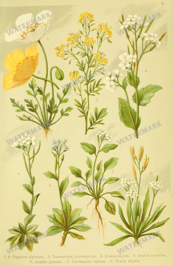 Botanical Alpen-Flora Vintage Prints