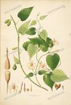 Botanical Plant Vintage Prints