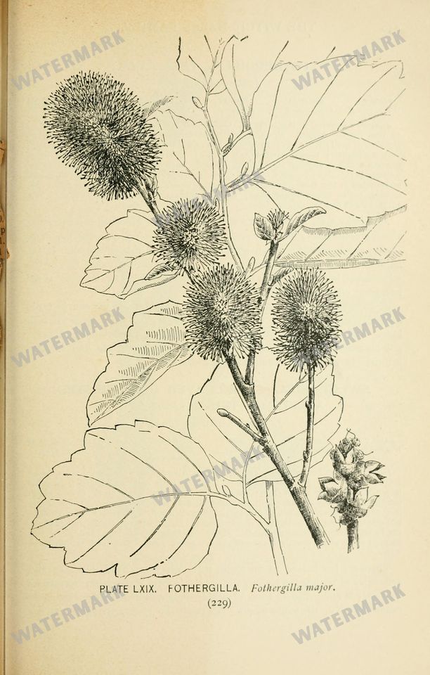 Botanical Sketches Vintage Prints