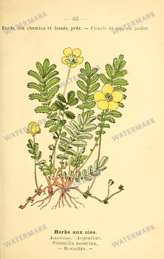 Botanical Vintage Prints