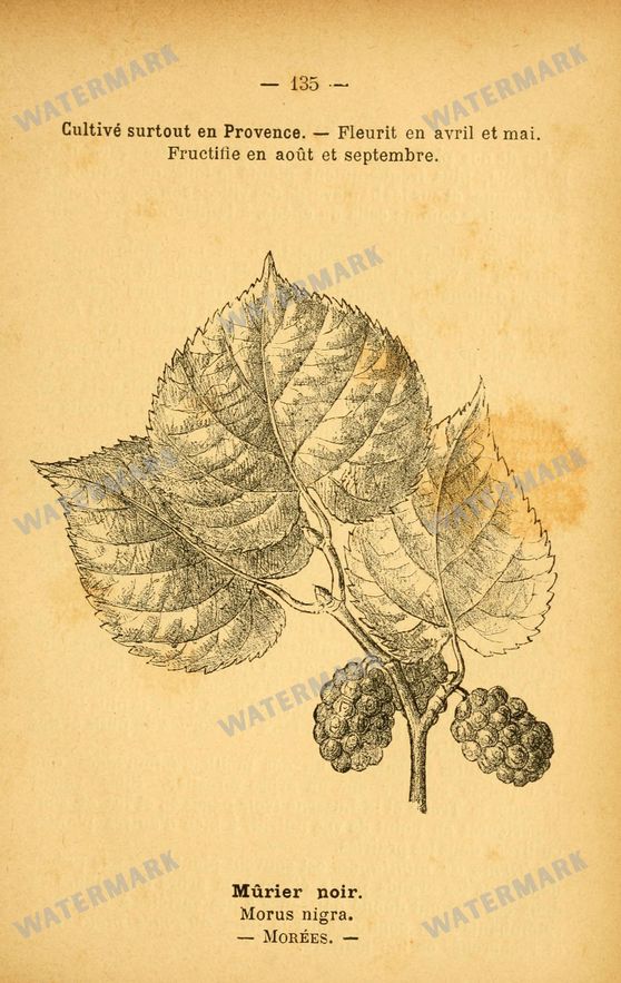 Botanical Vintage Prints