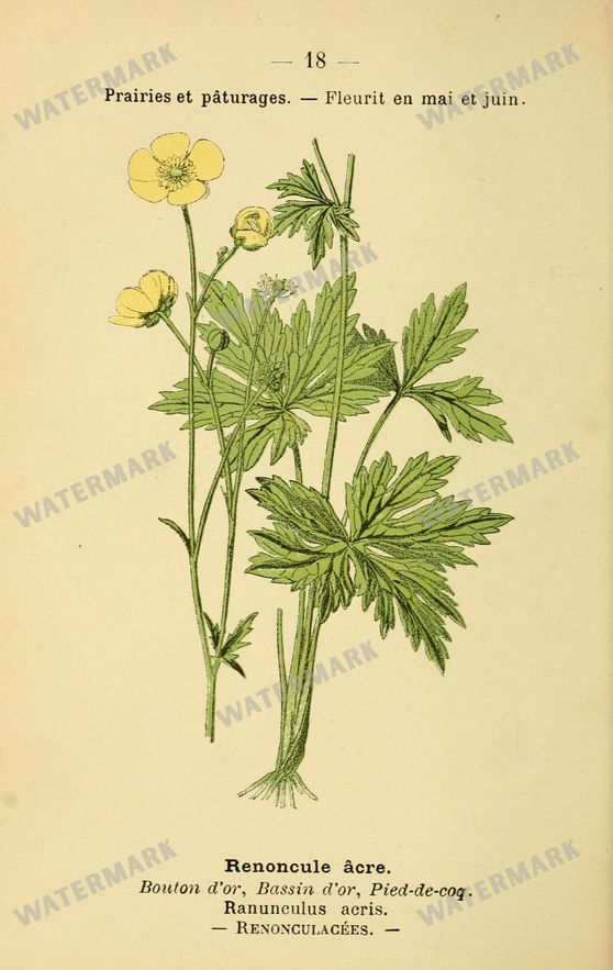 Botanical Vintage Prints