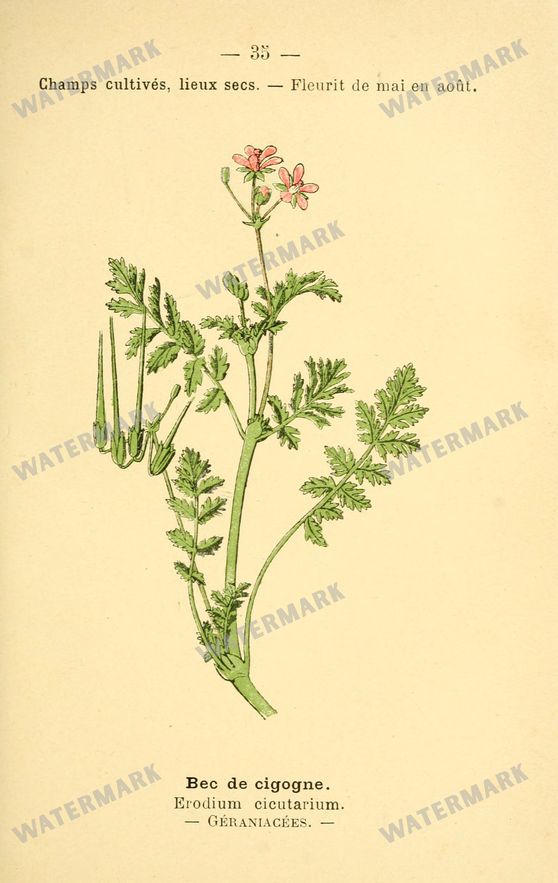 Botanical Vintage Prints