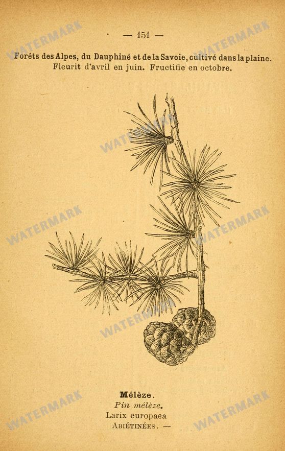 Botanical Vintage Prints